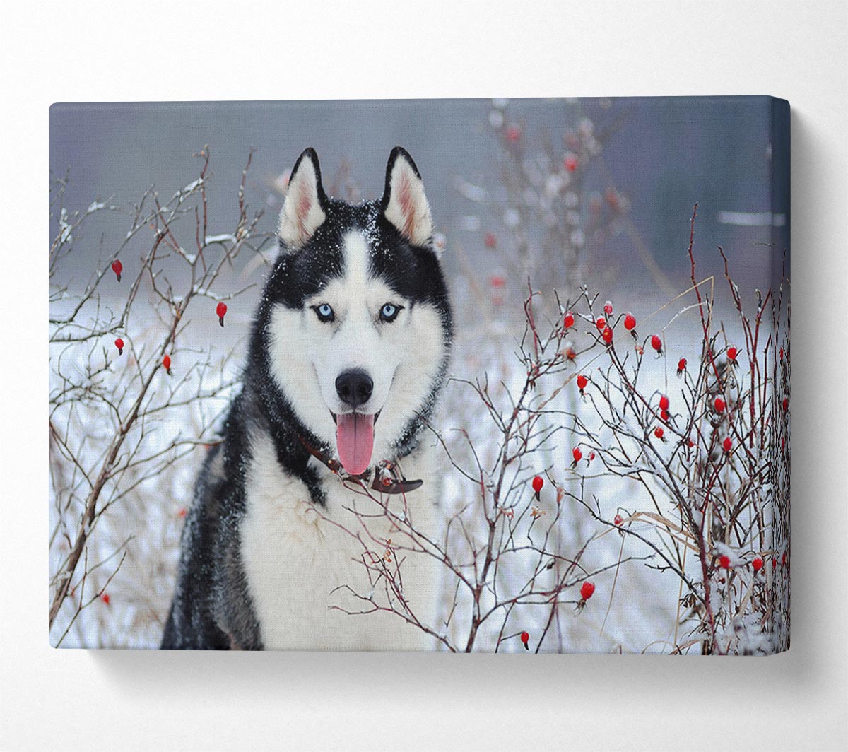 Husky Dog In The Winter