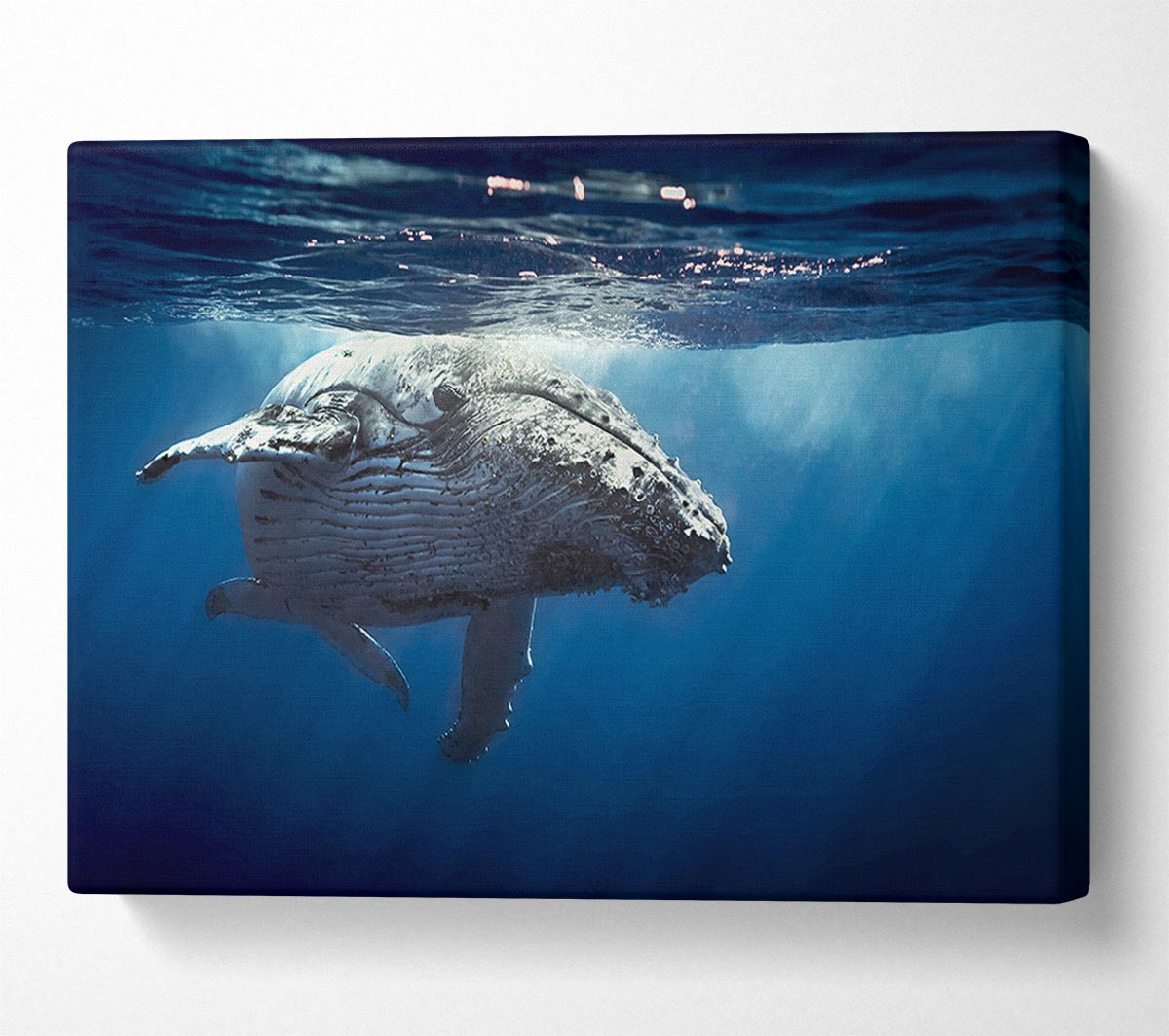 Humpback Whale Waters