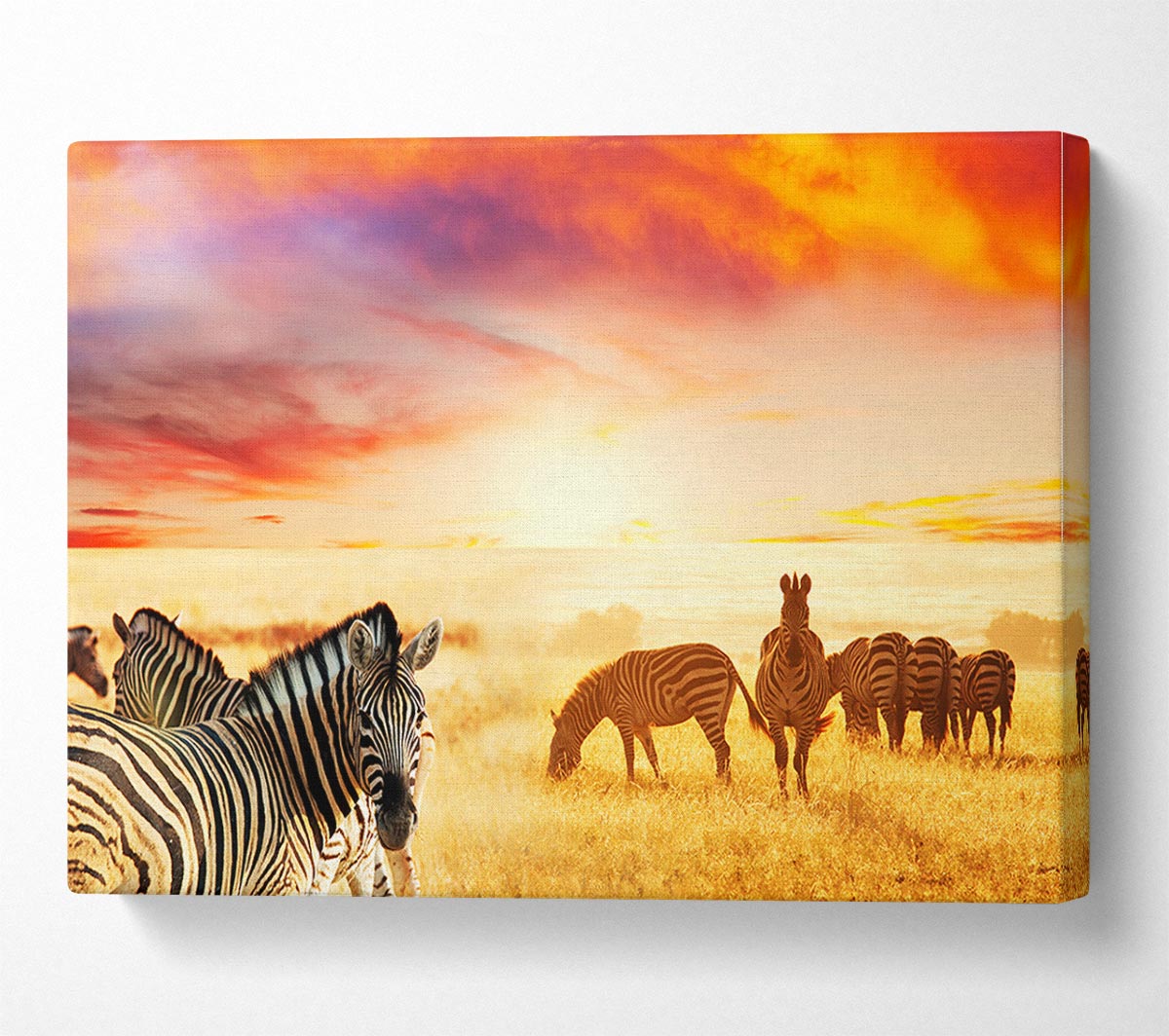 Zebra Sunset Safari