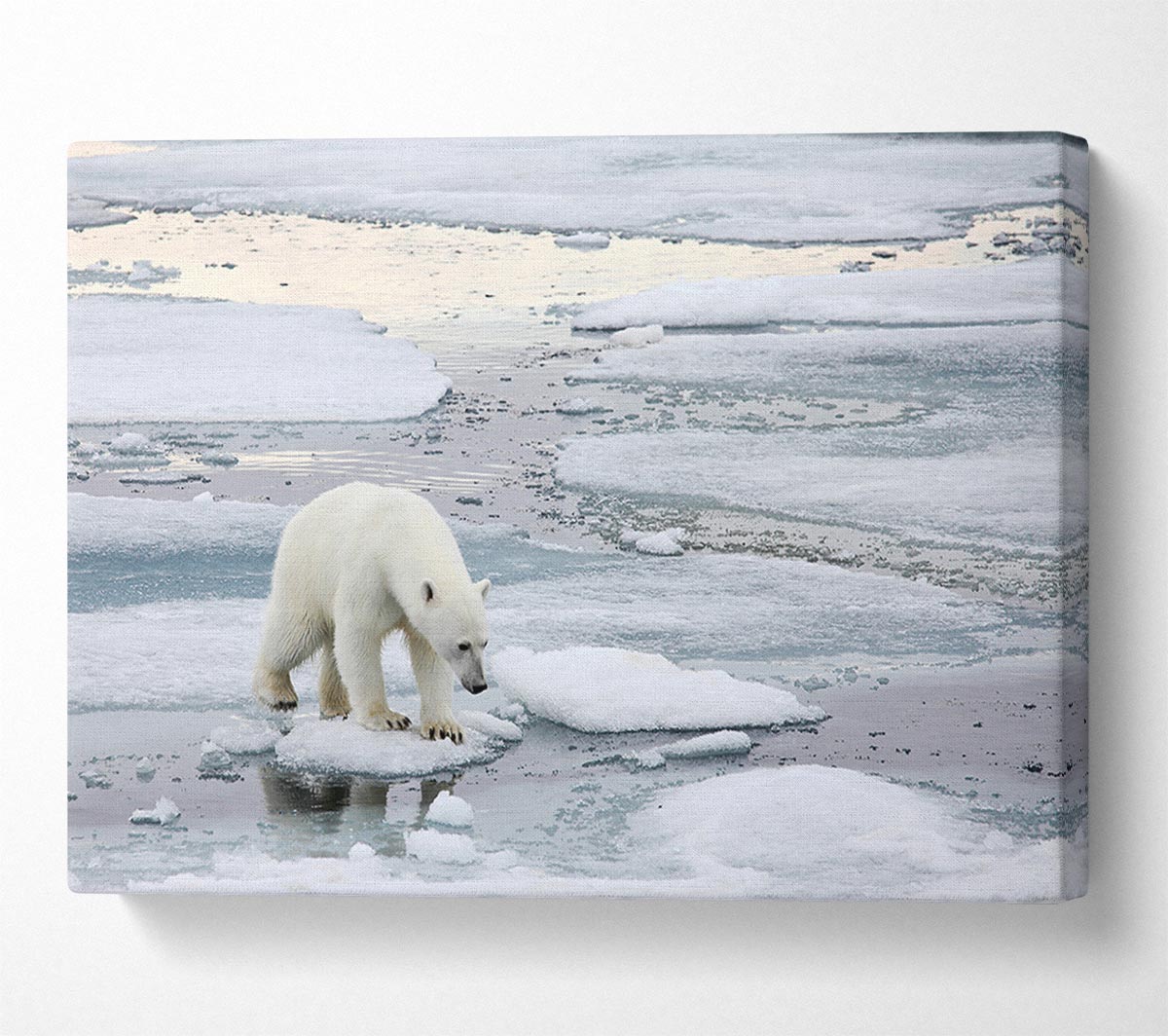 Polar Bear Iceburg