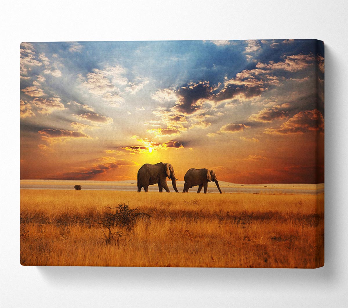 Elephant duo sunset