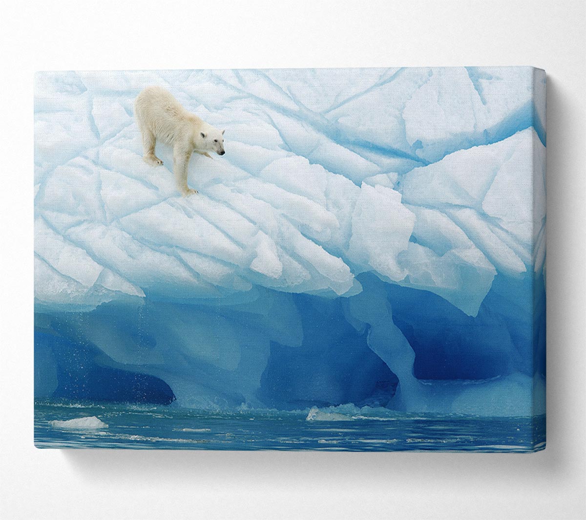 Polar Bear Ice