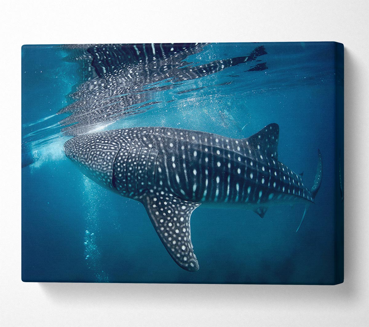 Spotted Whale Shark