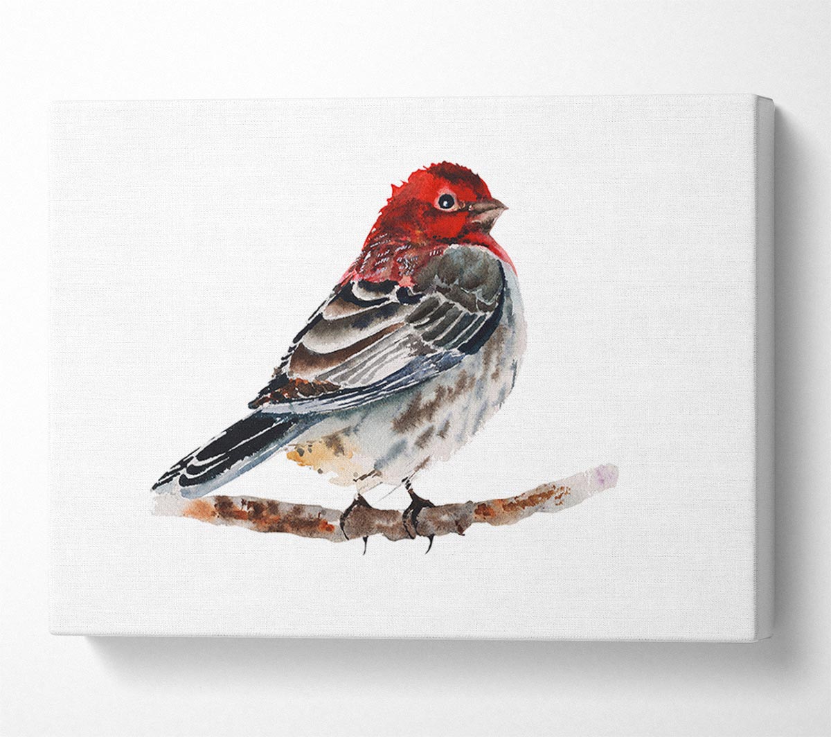 Red Finch