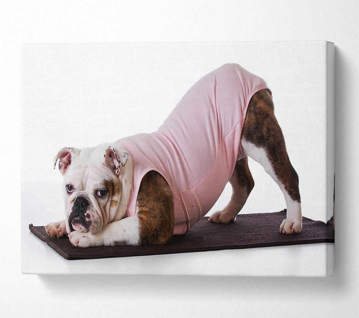 British Bulldog Yoga Stretch