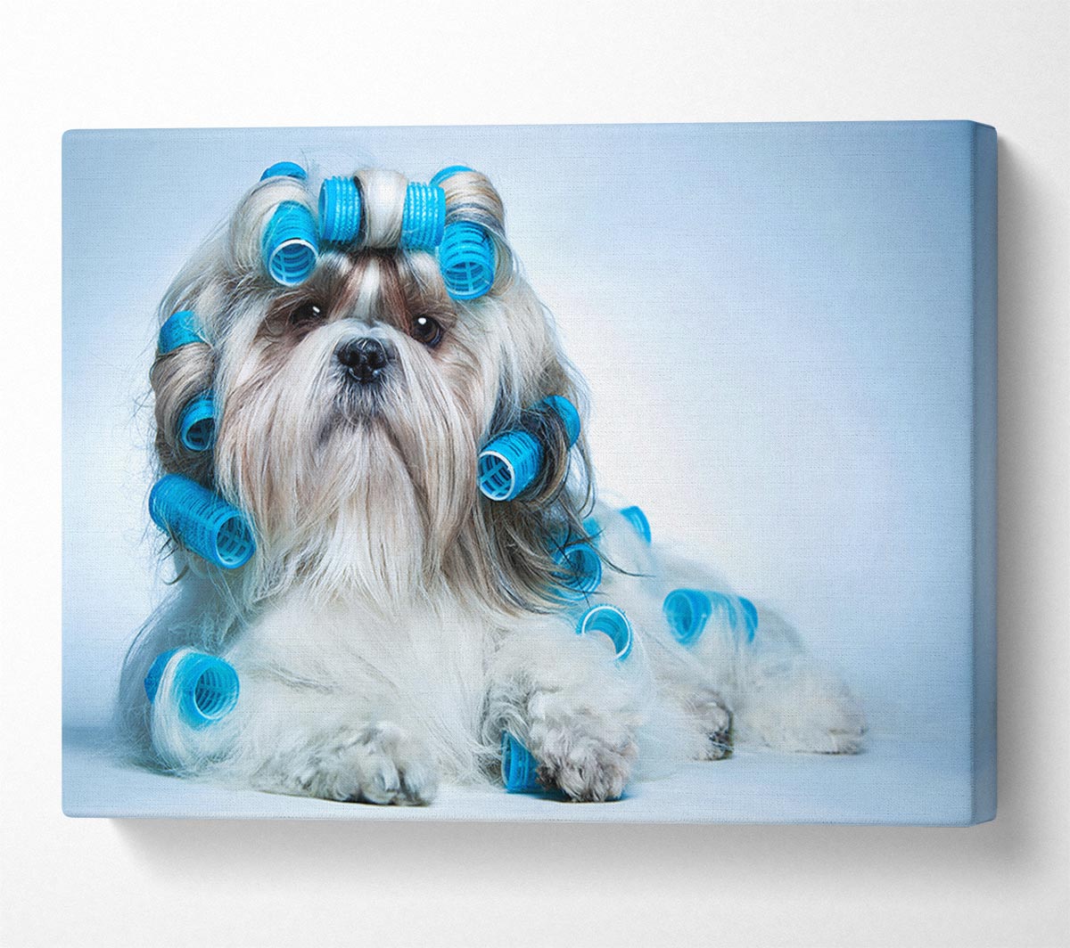 Shih Tzu Dog In Curlers