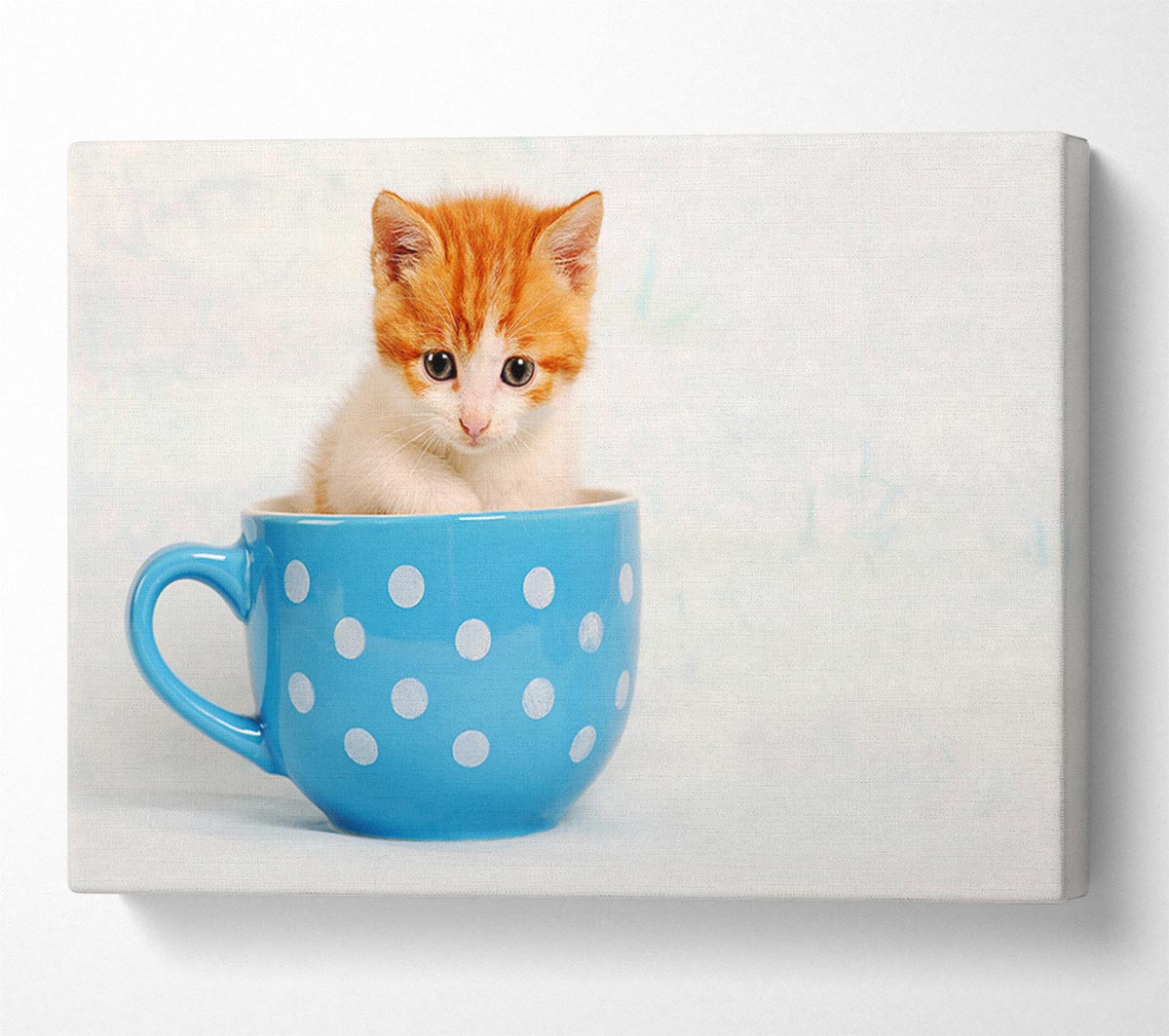 Tea Cup Kitten Cat