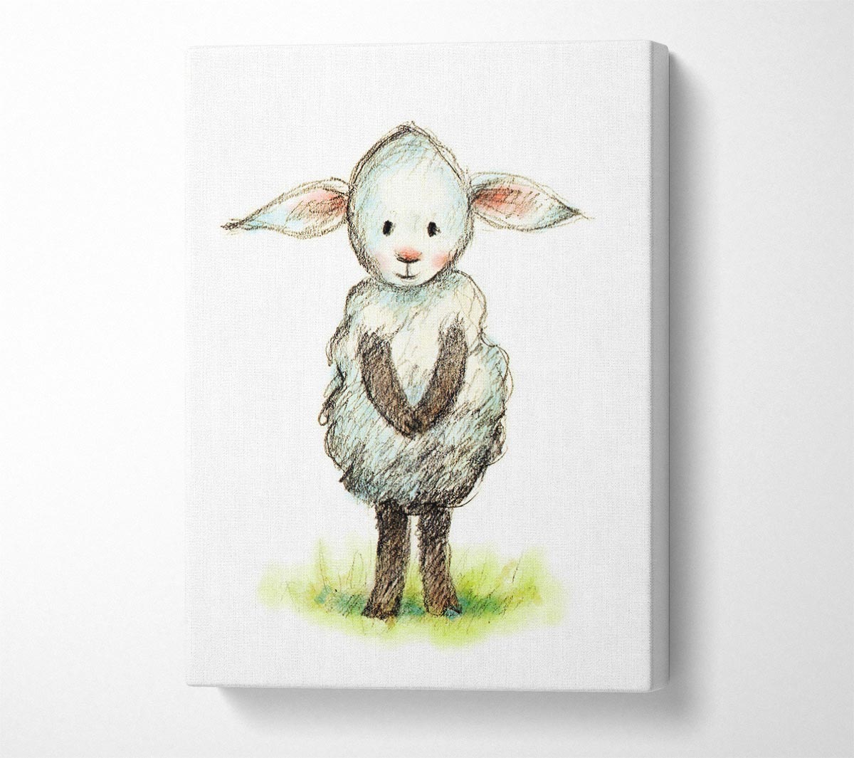 Shy Sheep