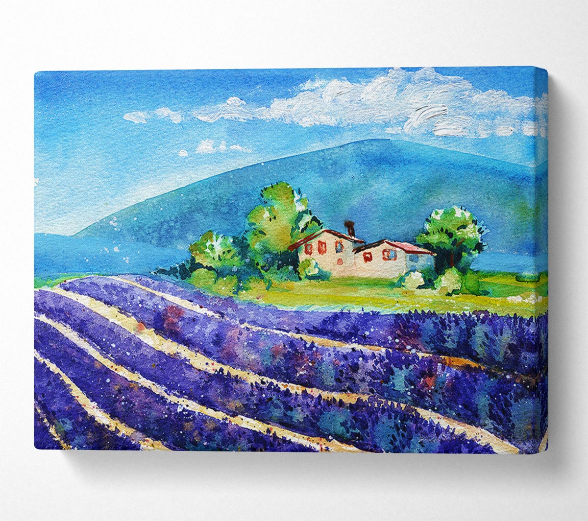 Lavender Fields In France