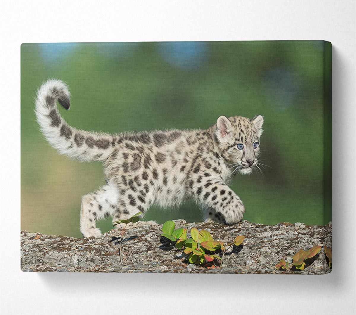 Leopard Cub walking a branch