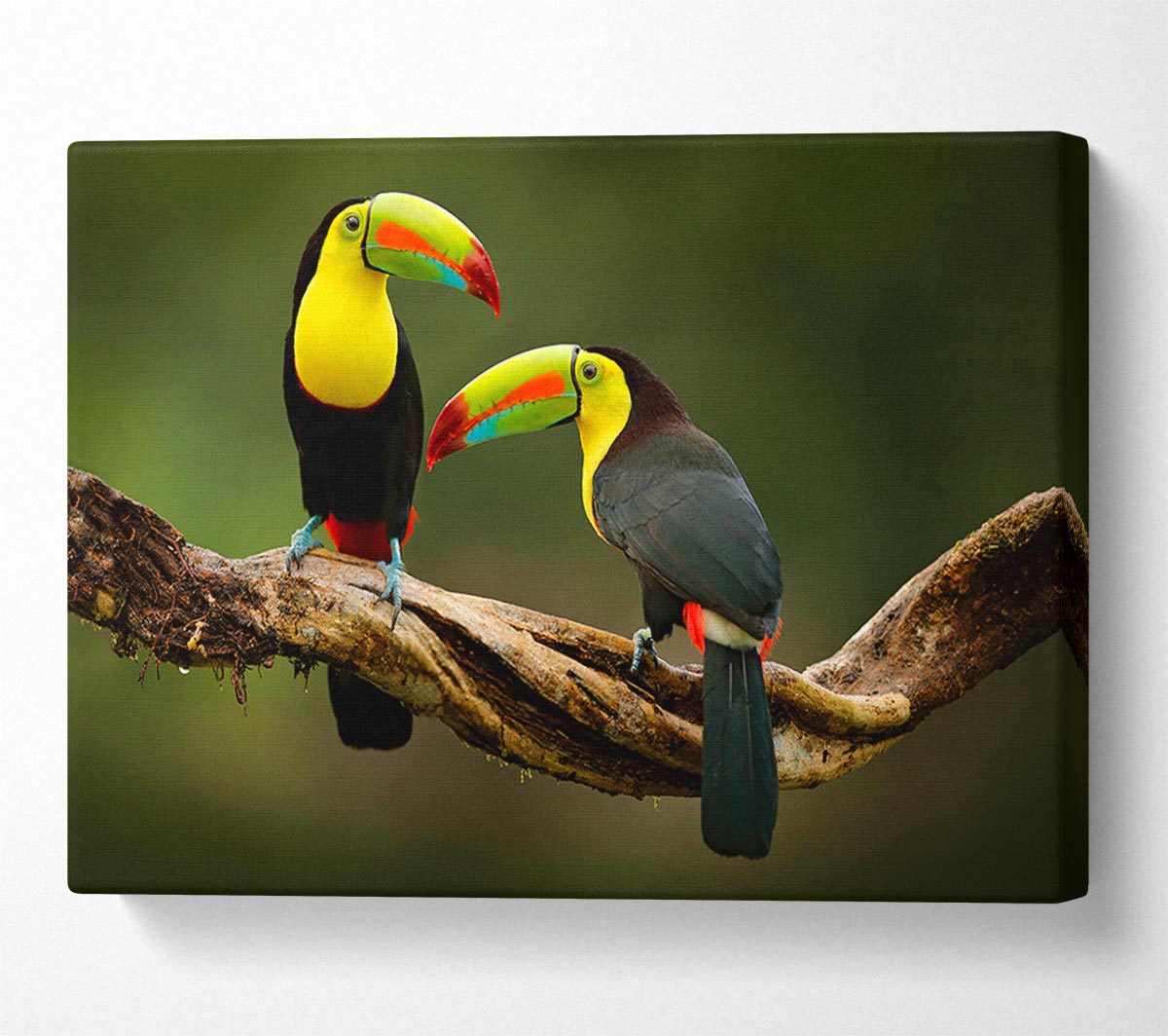 Two Toucans on branch