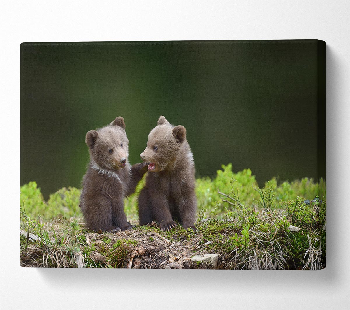 Two bear cubs playing