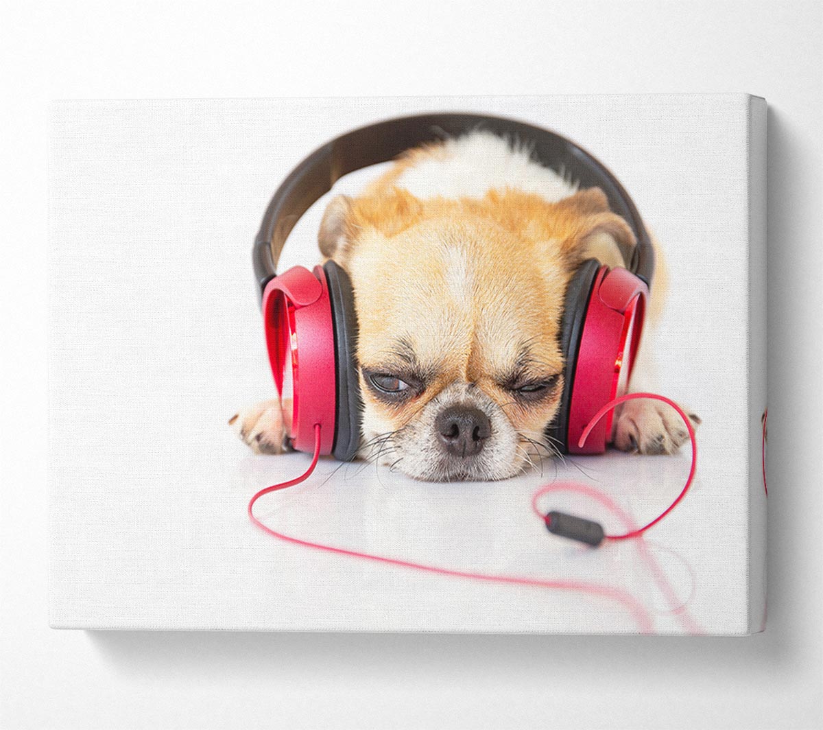 Dog listening to music relaxing