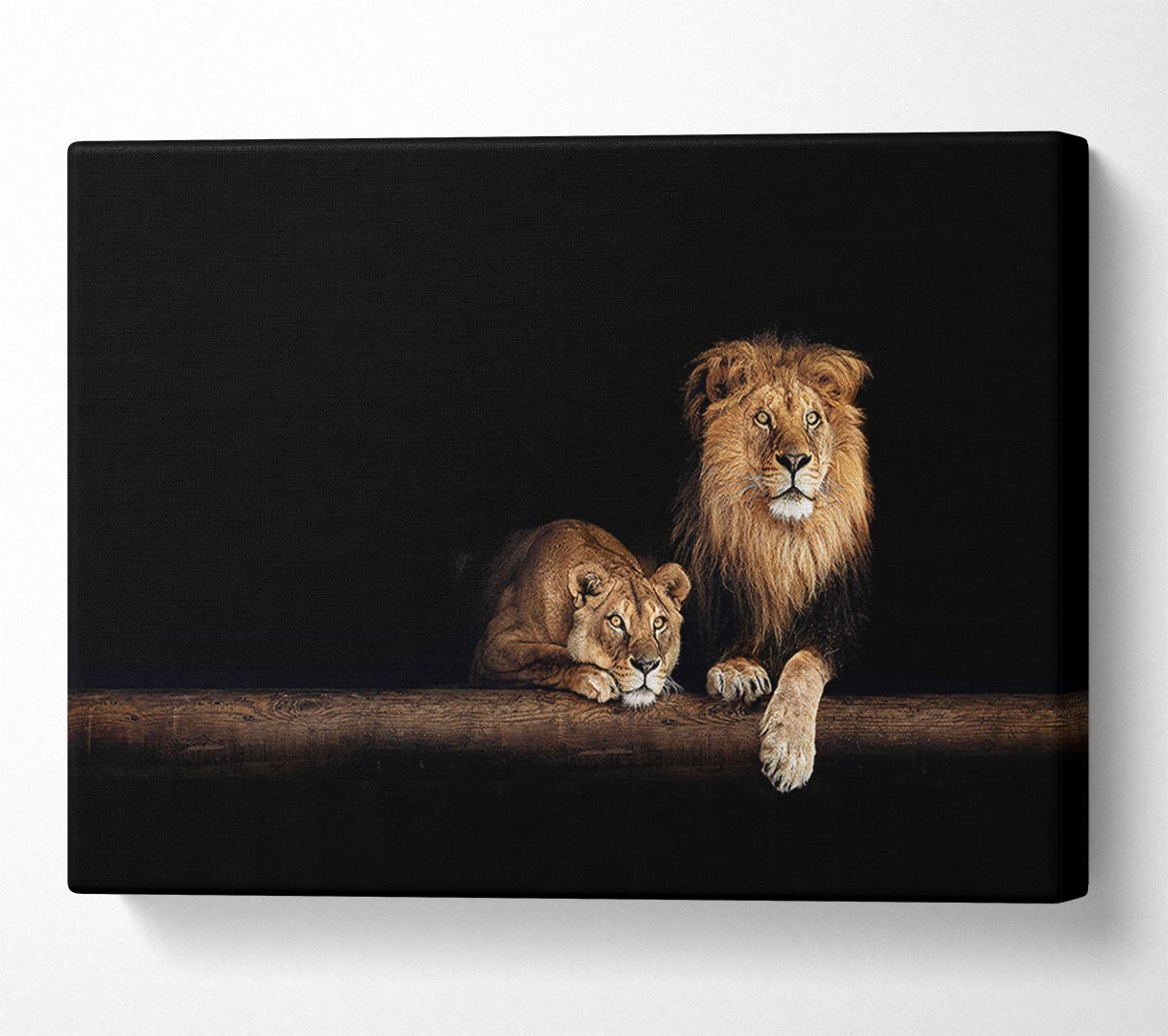 Lions resting in the dark