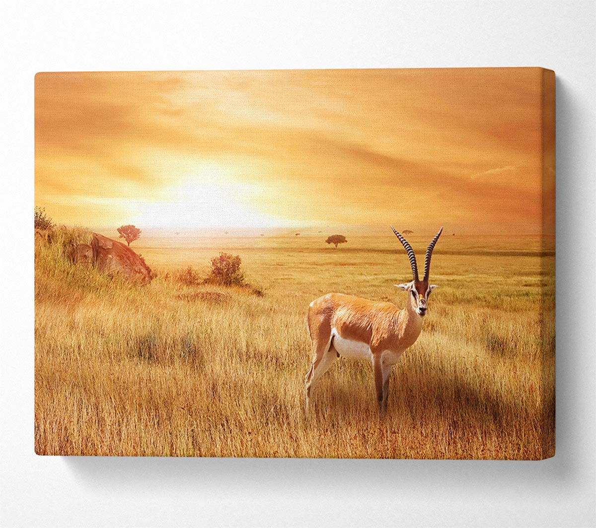 Gazelle in the grasslands