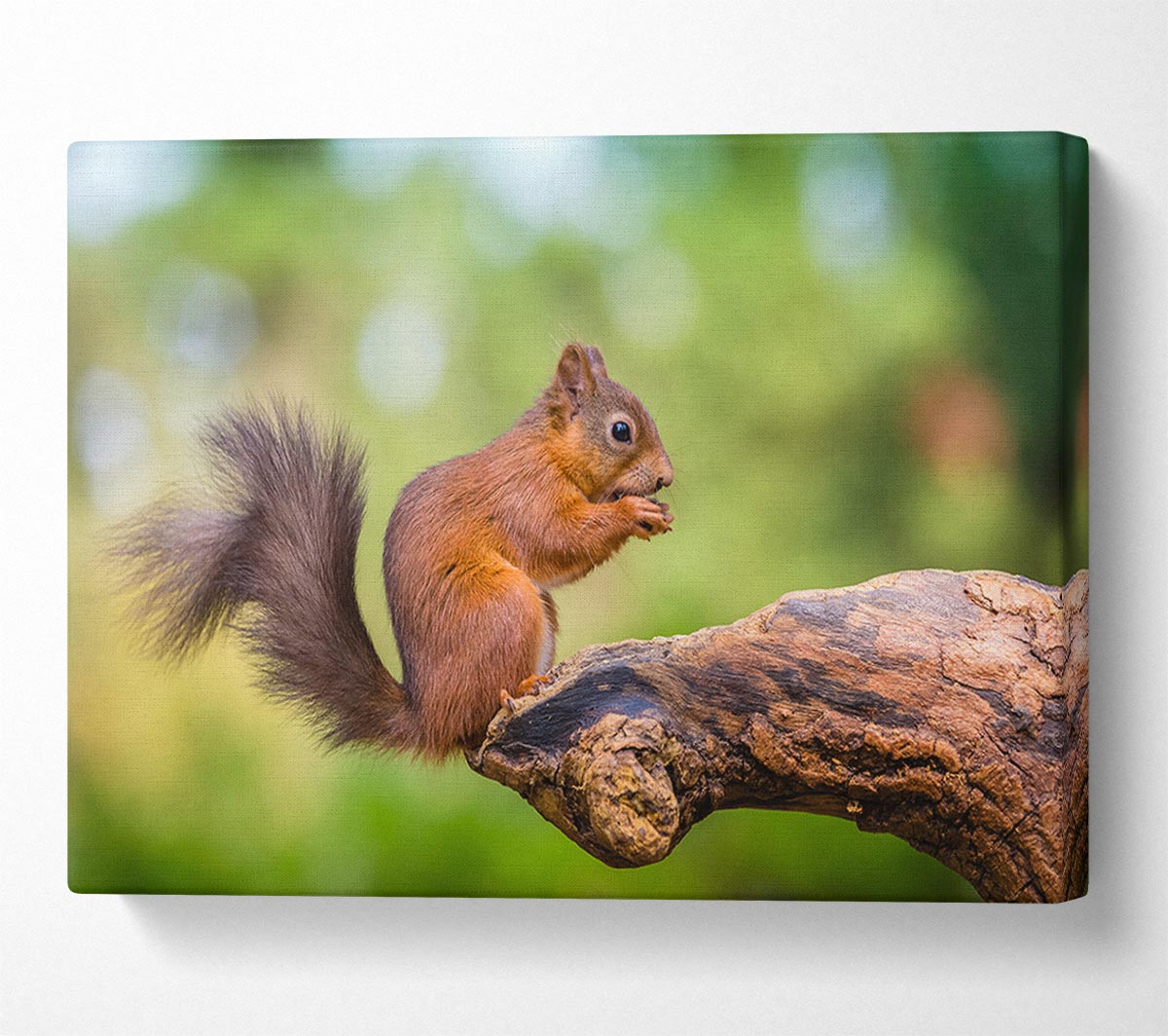 Squirrell eating nuts on branch