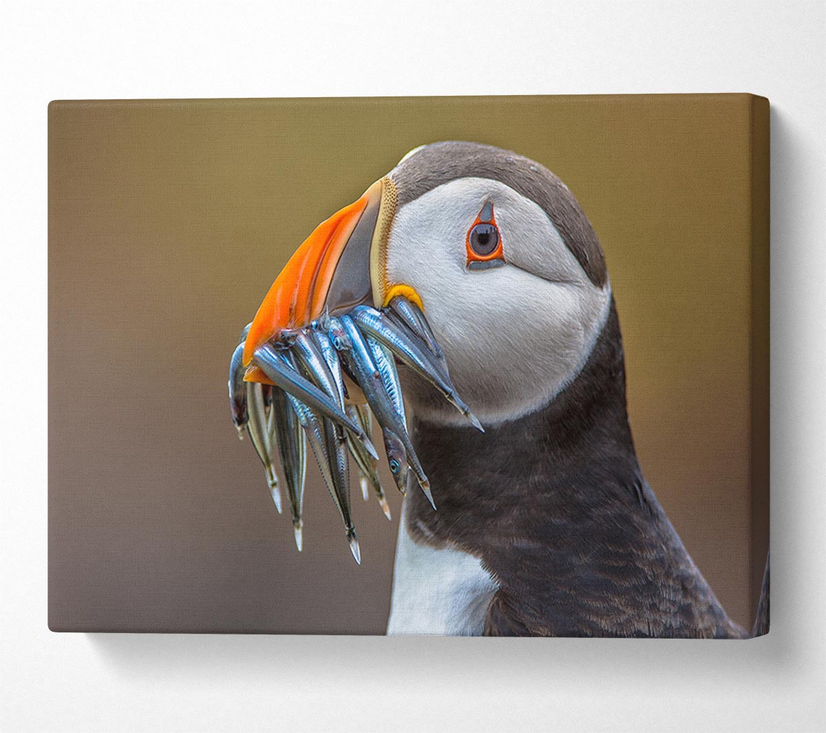 Puffin with a mouthall of fish