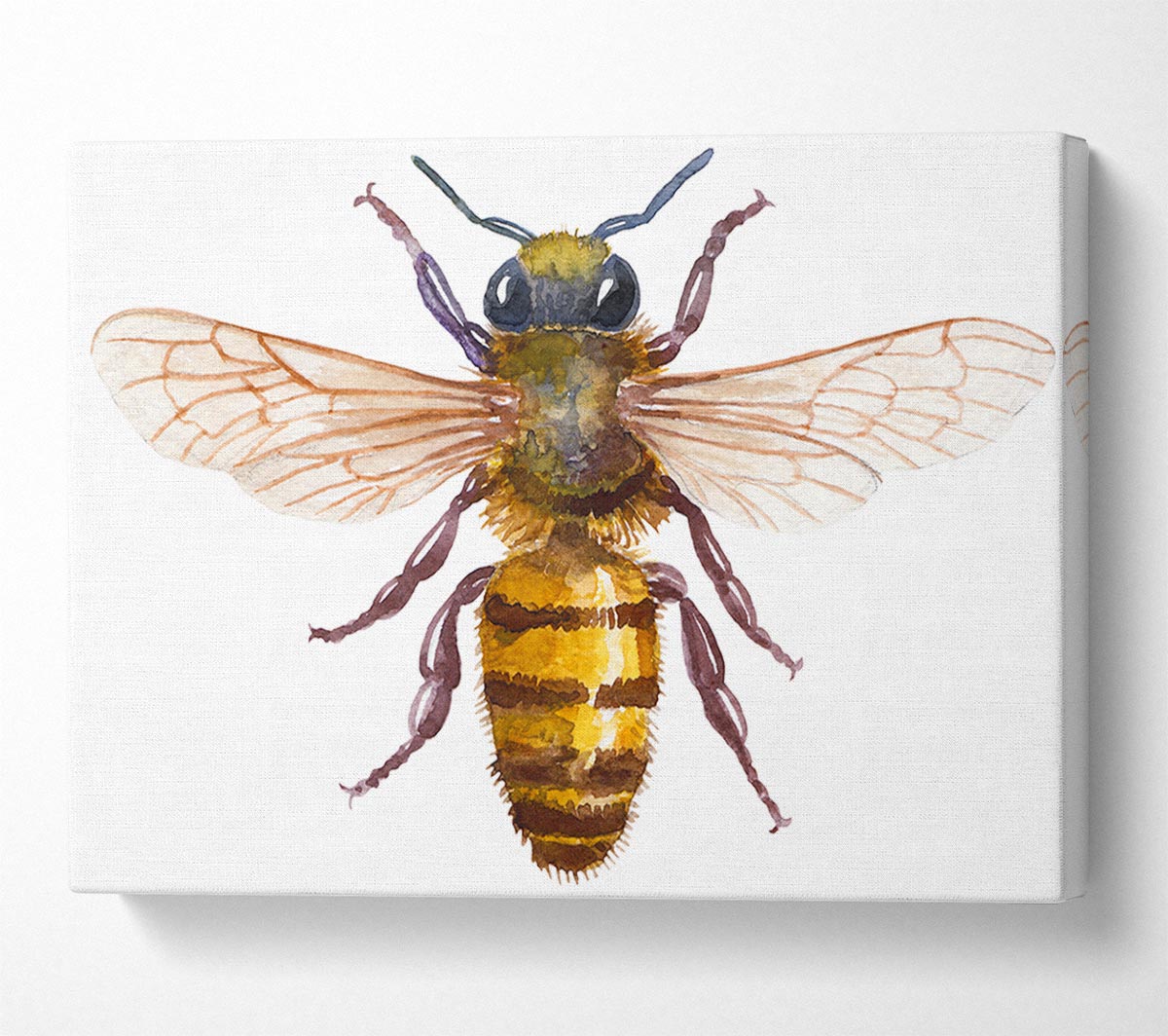 Watercolour Bee