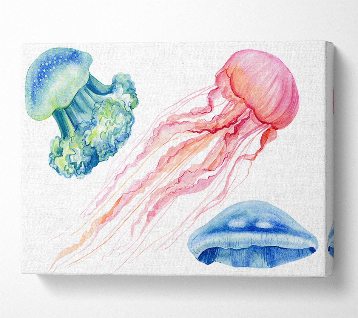 The Jellyfish Of The Sea