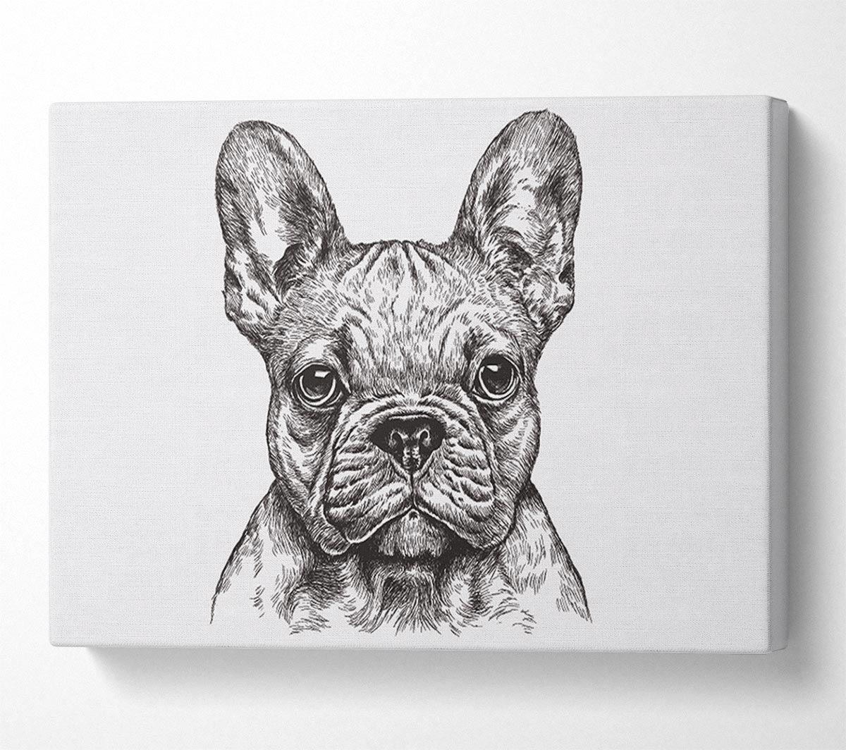 French Bulldog Sketch