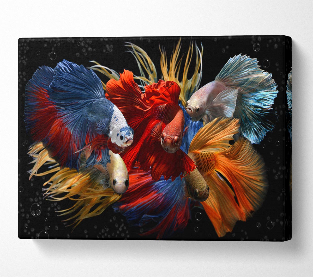 Siamese Fighting Fish