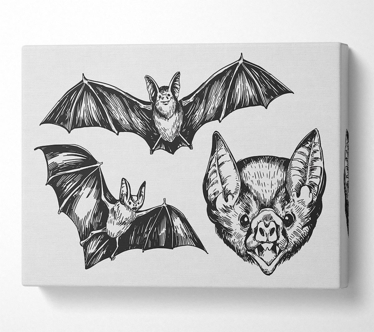 The Trio Of Bat Illustrations