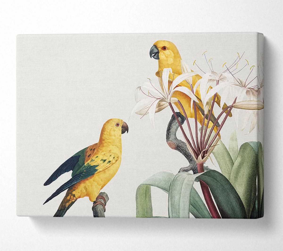 Two Yellow Parrots