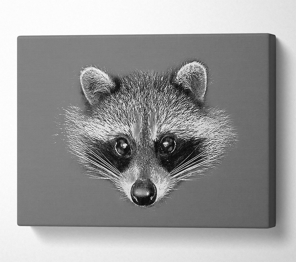 Raccoon On Grey