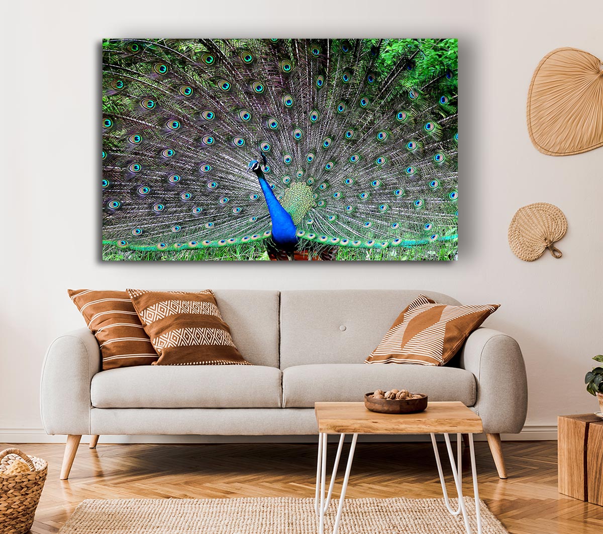 Indian Peafowl