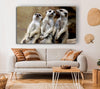 Trio Of Leaning Meerkats