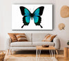 Turquoise Butterfly Wings