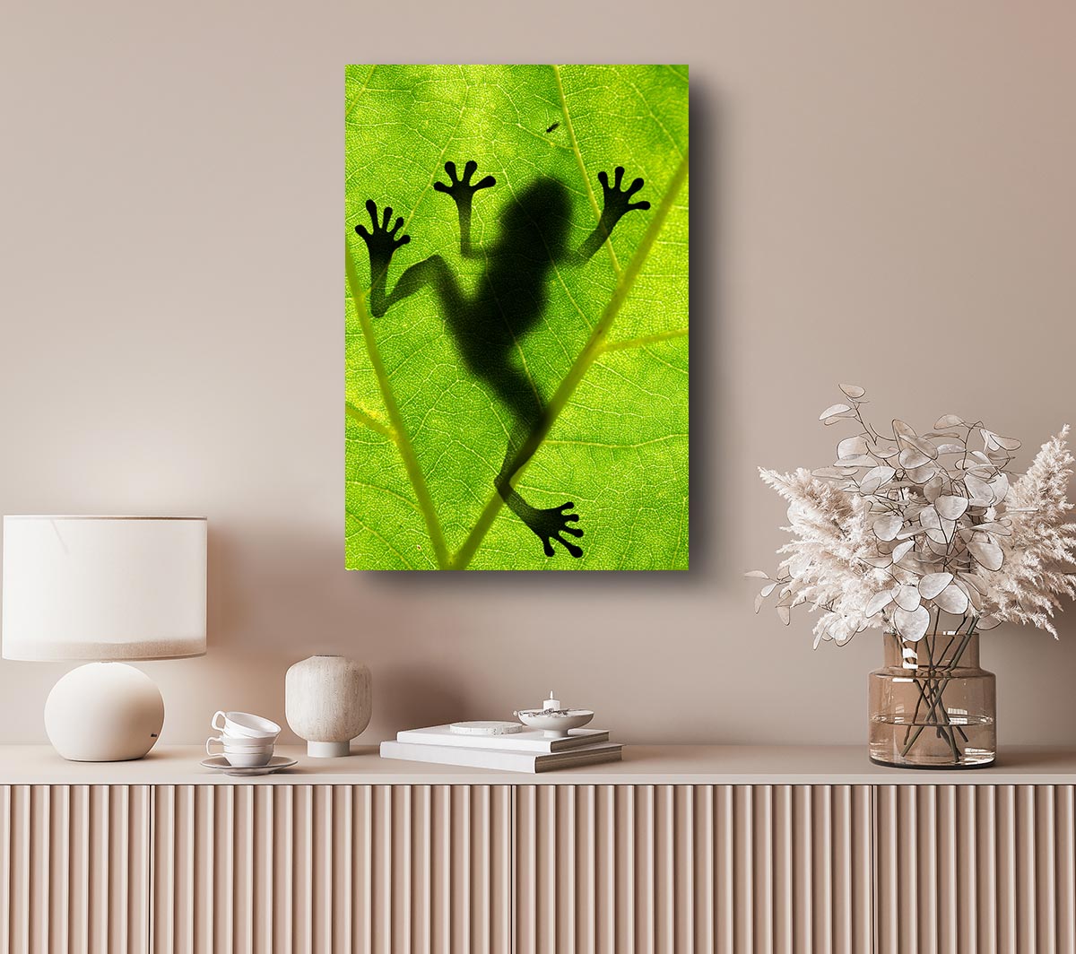 Frog Shadow