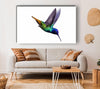 Hummingbird Colours