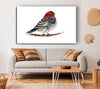 Red Finch