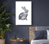 Grey Rabbit