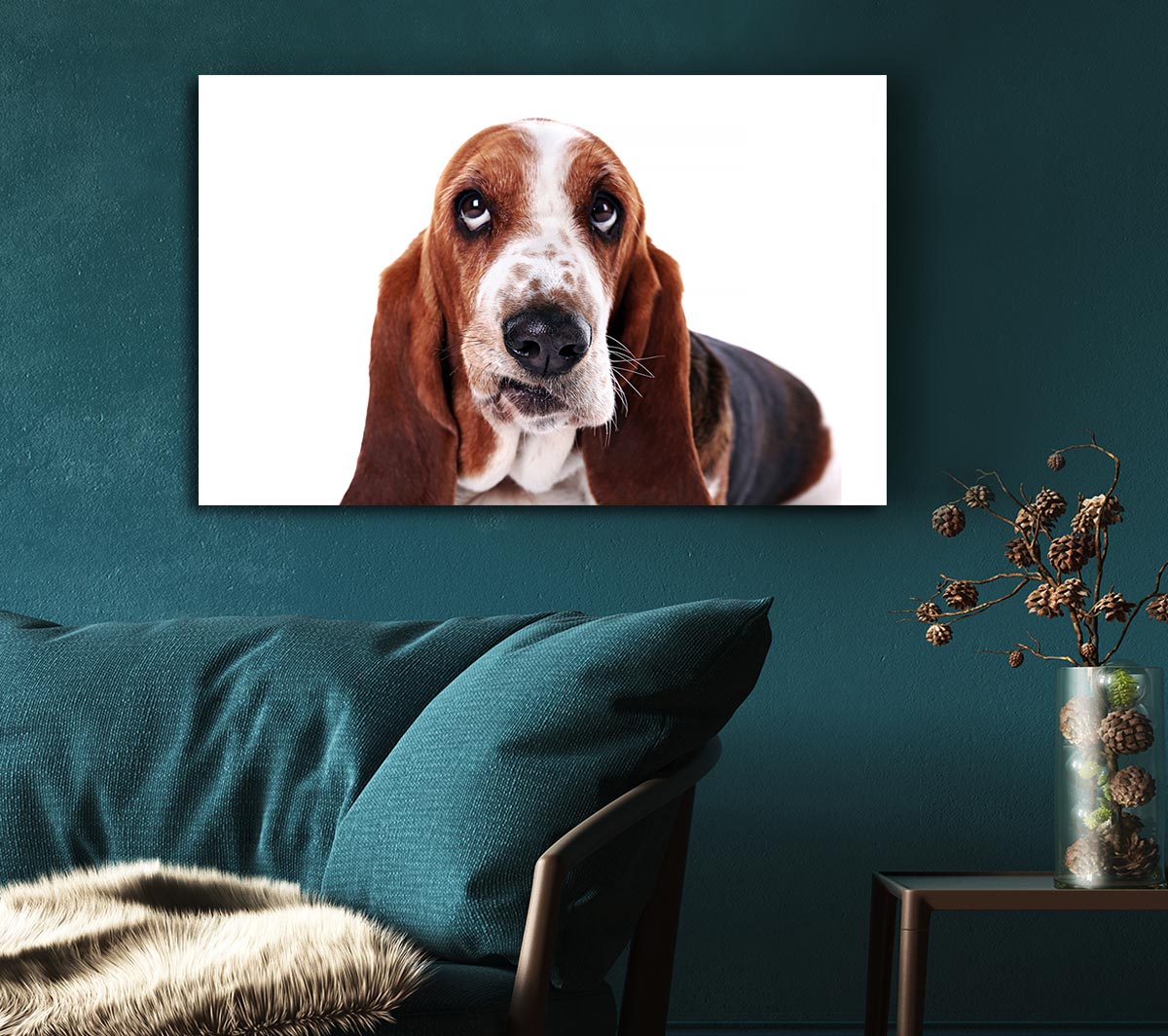 Basset Hound Look