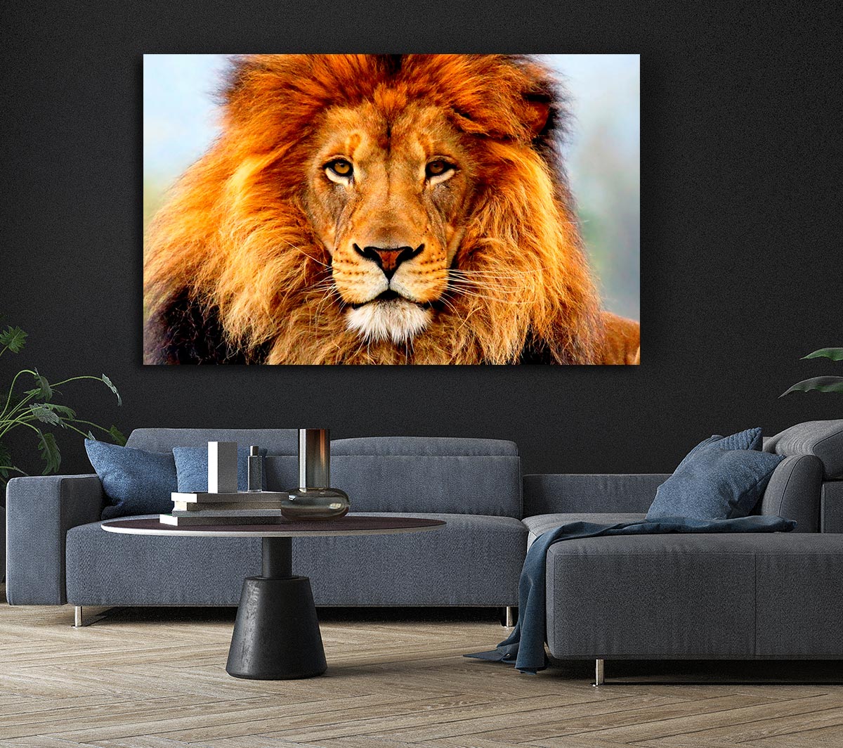 African Lion