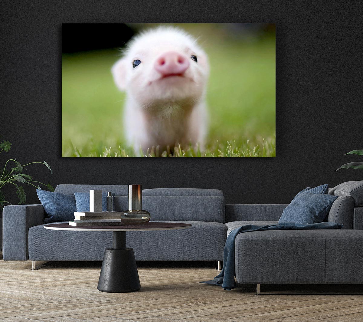 Cute Pig