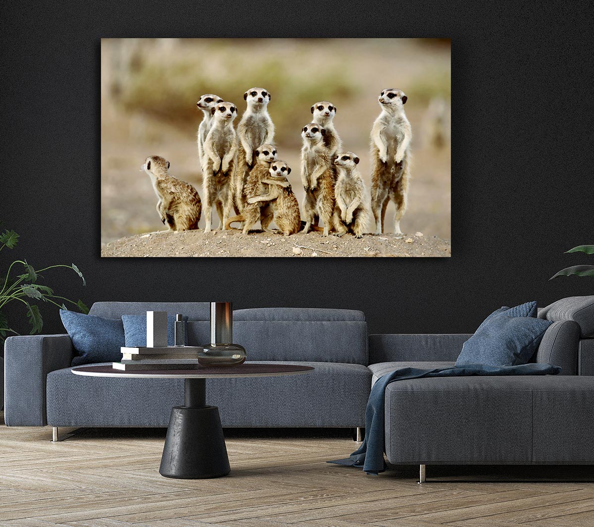 Meerkat Family