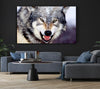 Snarling Gray Wolf