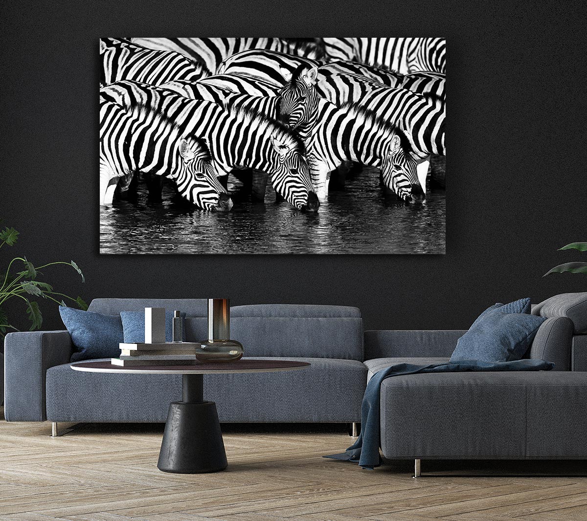 Zebra Drinking