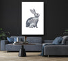 Grey Rabbit