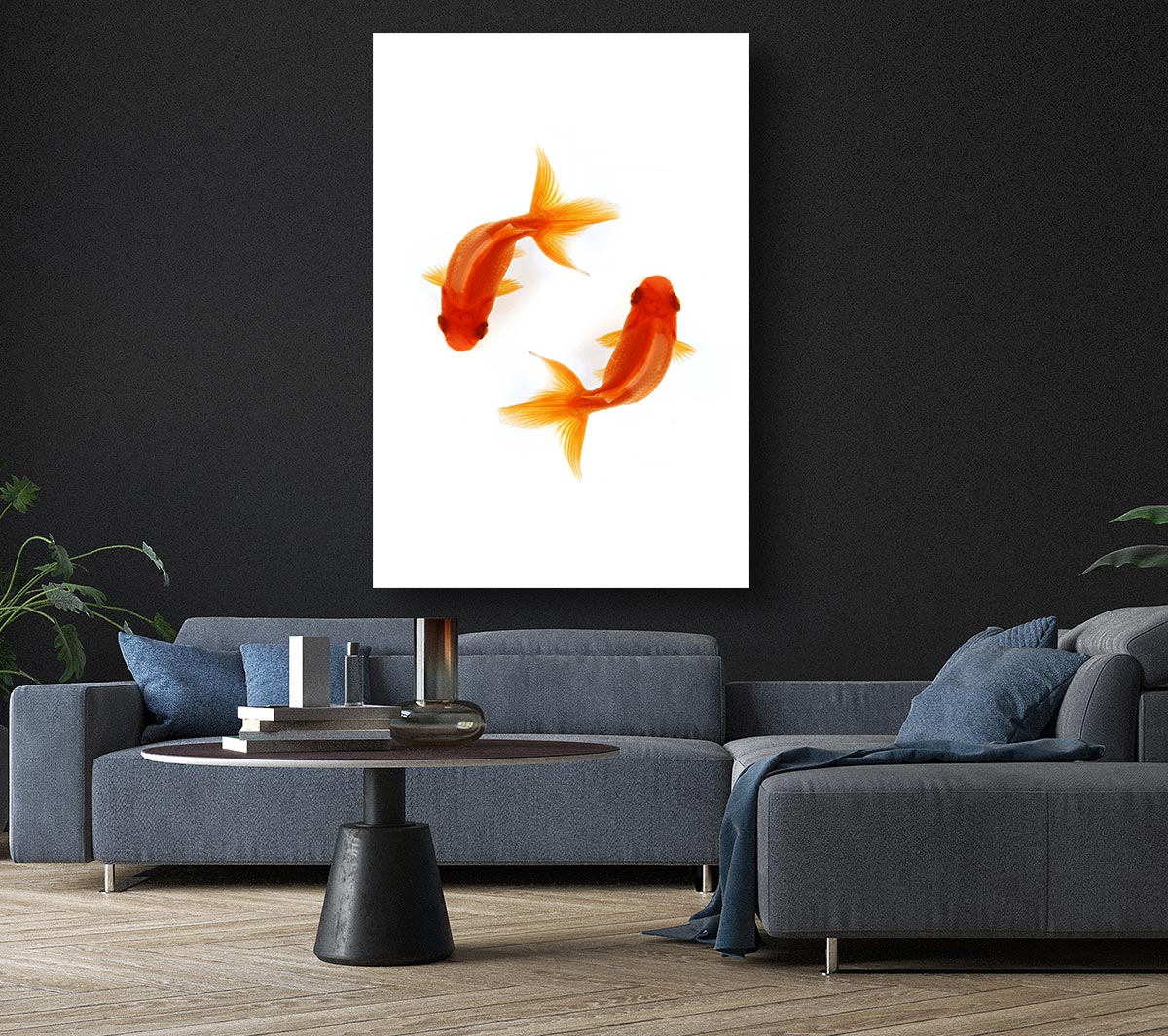 Goldfish Reflections