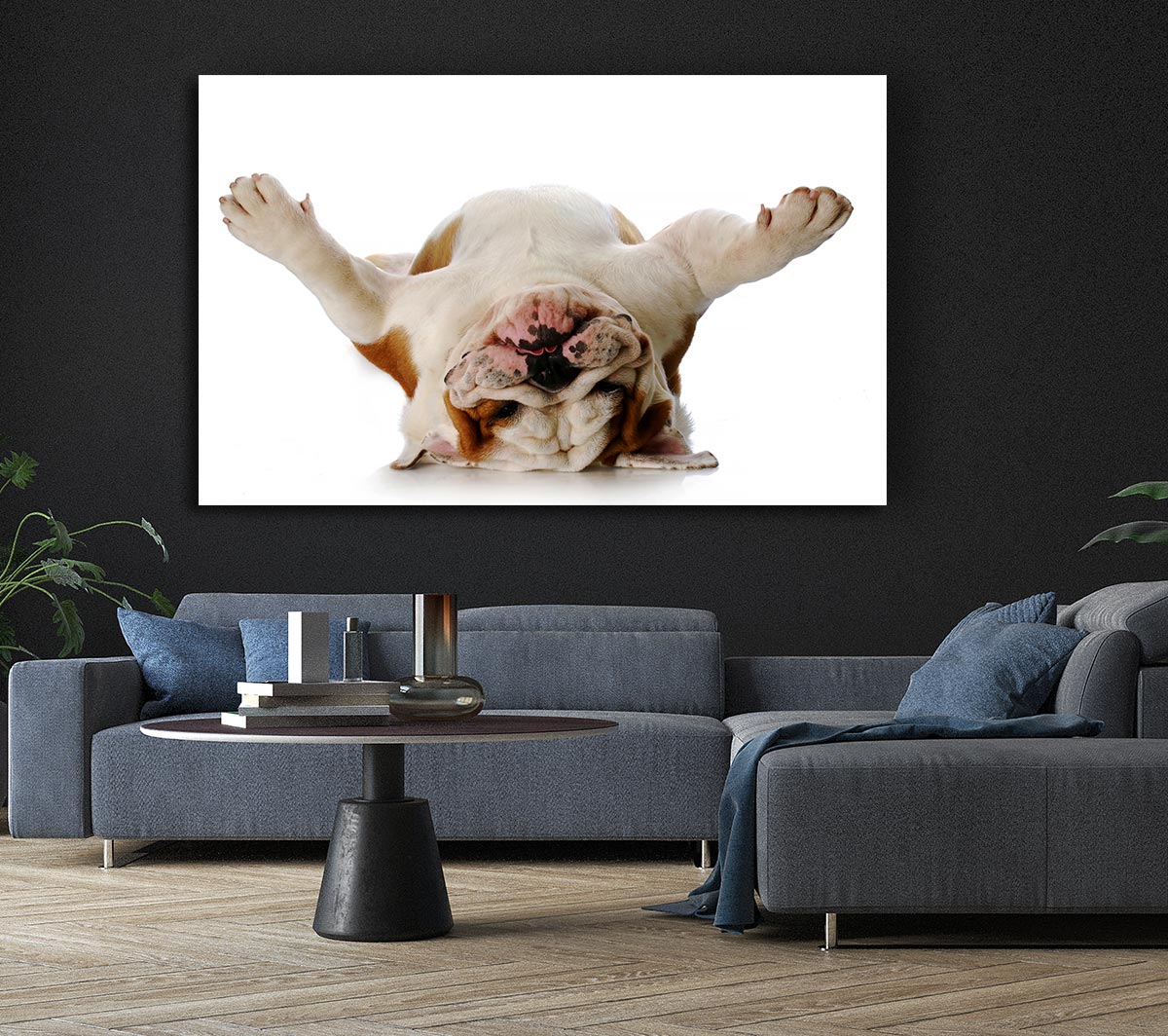 English Bulldog Snooze