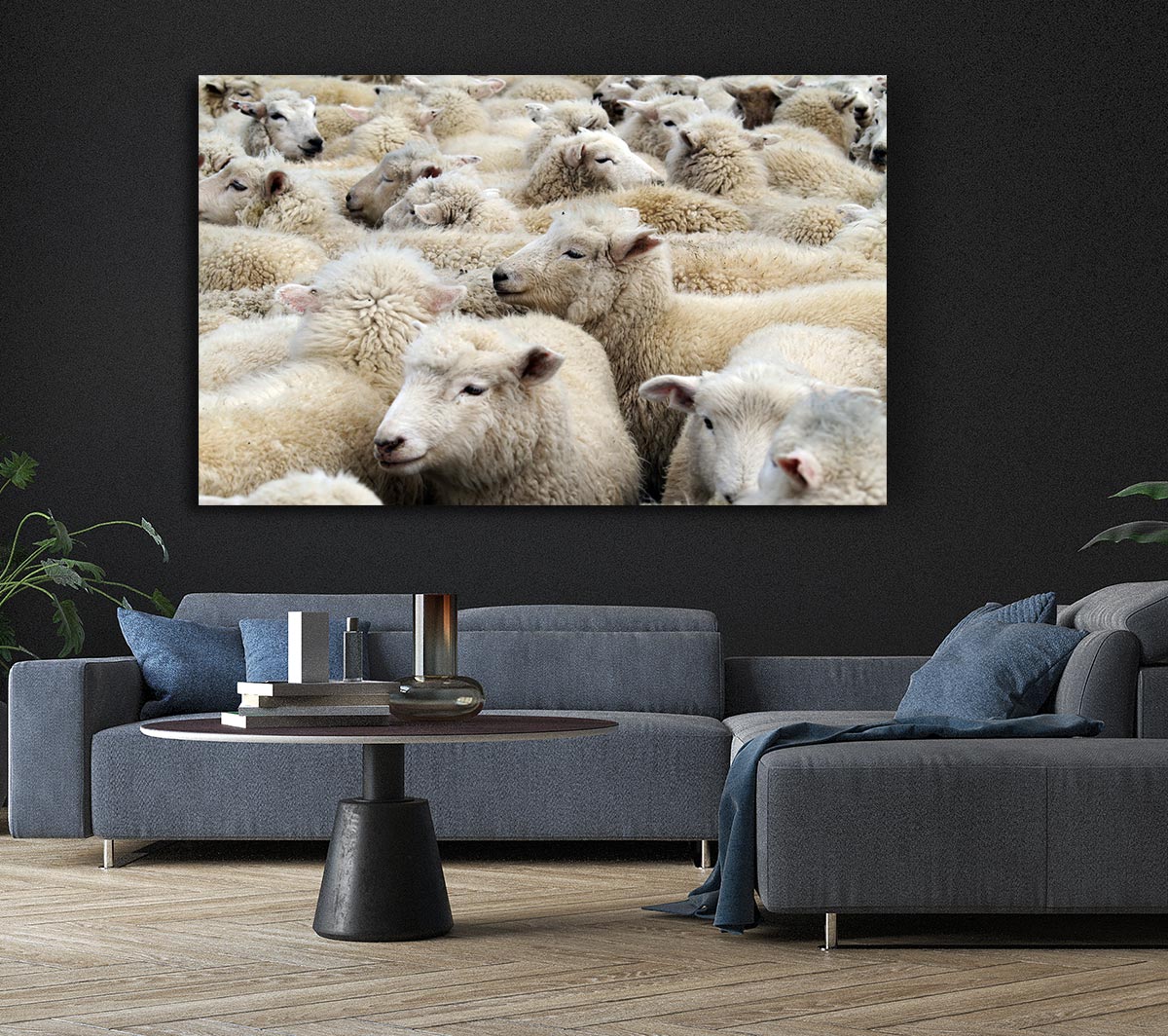 Sheep Heard