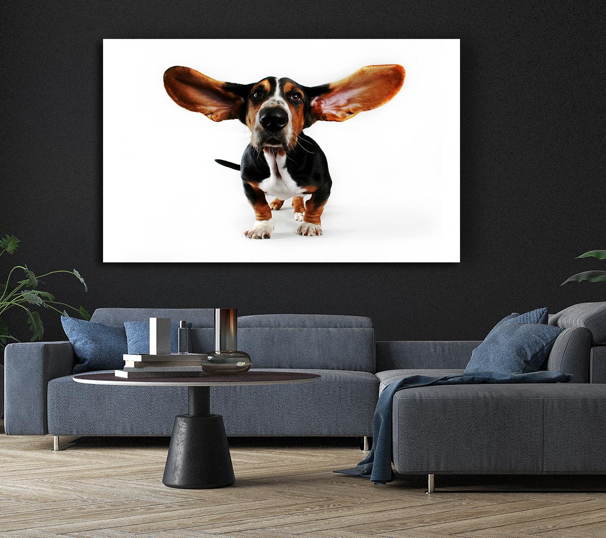 Basset Hound Ears