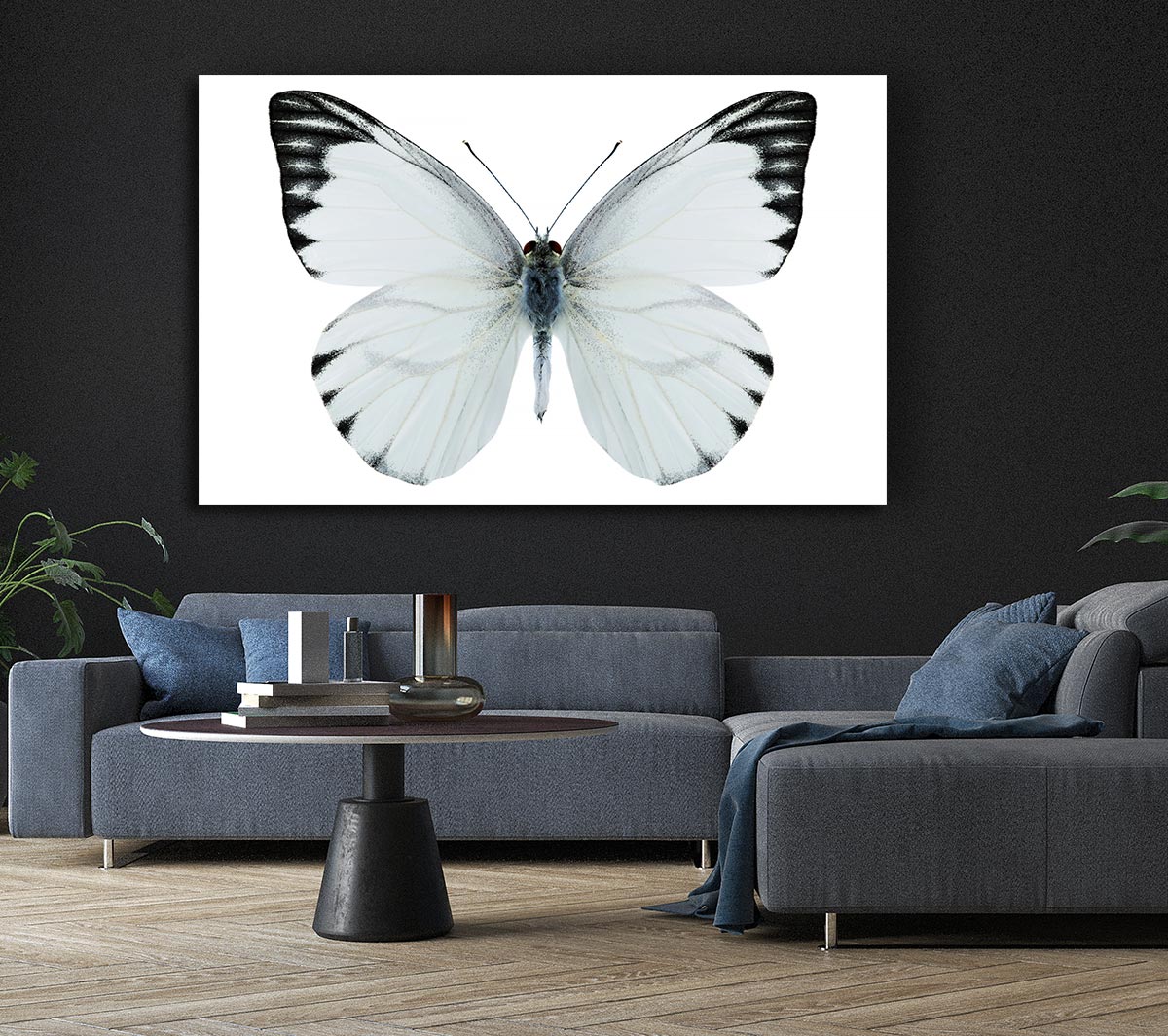 Black Tipped Butterfly Wings