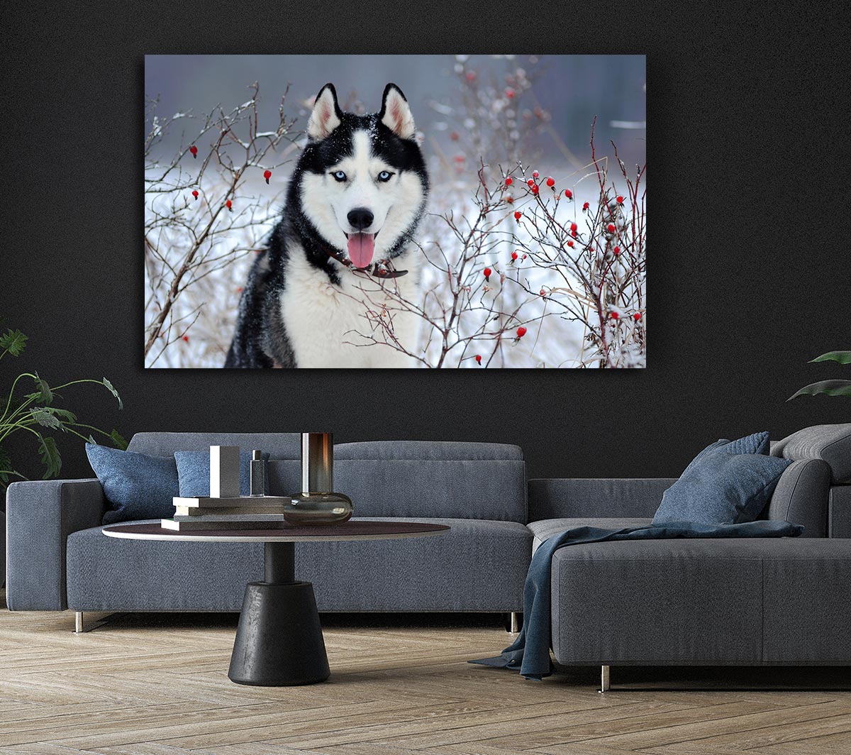 Husky Dog In The Winter