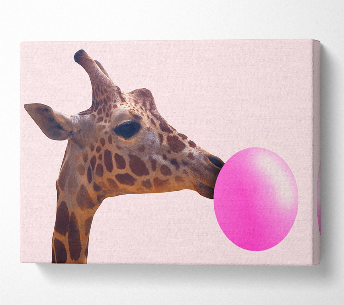 Giraffe Bubblegum